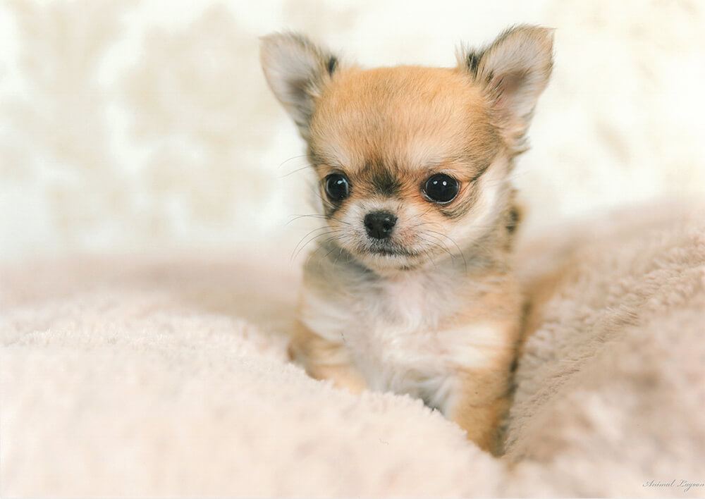 ペットショップキャロット 子犬 子猫専門 千葉県野田市 安心のブリーダーショップ