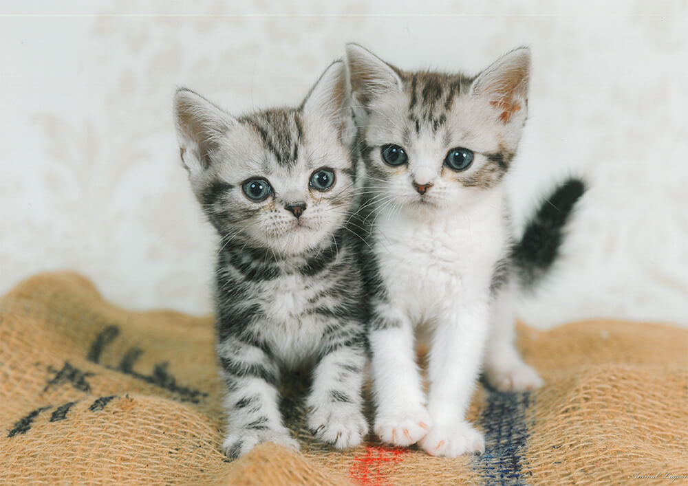 ペットショップキャロット 子犬 子猫専門 千葉県野田市 安心のブリーダーショップ