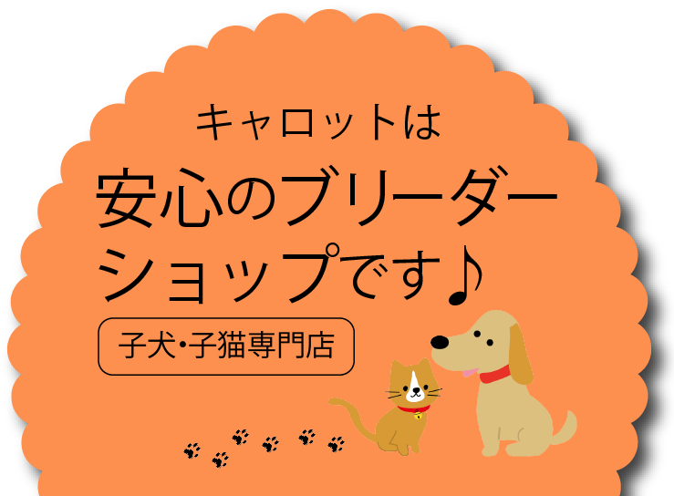 ペットショップキャロット 子犬 子猫専門 千葉県野田市 安心のブリーダーショップ