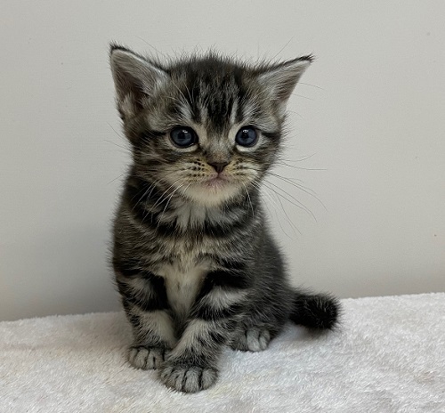 アメリカンショートヘア 女の子 ペットショップキャロット 子犬 子猫専門 千葉県野田市 安心のブリーダーショップ アメリカンショートヘア 女の子 ペットショップキャロット 子犬 子猫専門 千葉県野田市 安心のブリーダーショップ