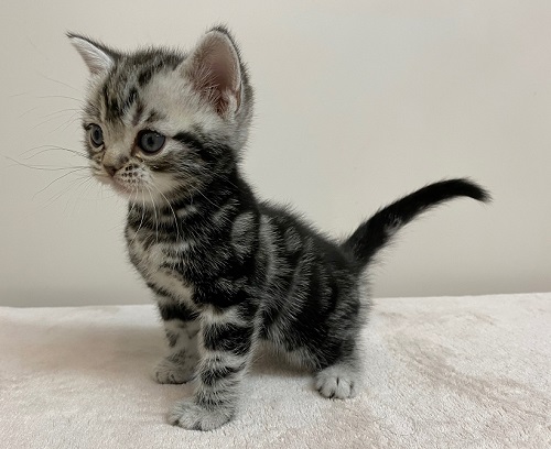 アメリカンショートヘア 男の子 ペットショップキャロット 子犬 子猫専門 千葉県野田市 安心のブリーダーショップ アメリカンショートヘア 男の子 ペットショップキャロット 子犬 子猫専門 千葉県野田市 安心のブリーダーショップ
