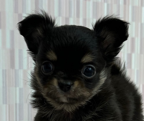 ロングチワワ 女の子 ペットショップキャロット 子犬 子猫専門 千葉県野田市 安心のブリーダーショップ