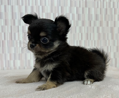 ロングチワワ 女の子 ペットショップキャロット 子犬 子猫専門 千葉県野田市 安心のブリーダーショップ