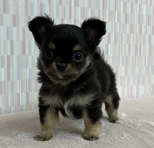 ロングチワワ 女の子 ペットショップキャロット 子犬 子猫専門 千葉県野田市 安心のブリーダーショップ